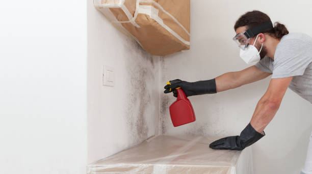 Professional Crawl Space Mold Removal technician working in Edgewater, MD